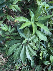 Costus pictus