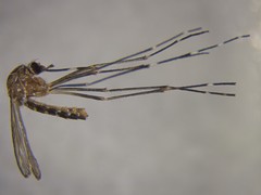 Aedes notoscriptus