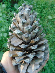 Pinus pseudostrobus