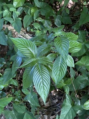 Gonzalagunia hirsuta