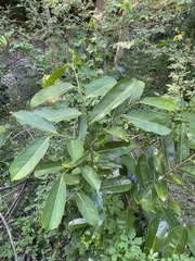 Annona montana