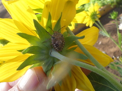 Chinavia chilensis