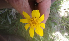 Arnica fulgens