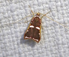 Barantola pulcherrima