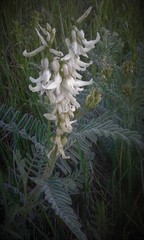 Astragalus drummondii