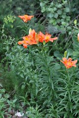 Lilium bulbiferum