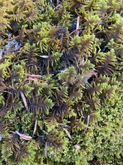 Abietinella