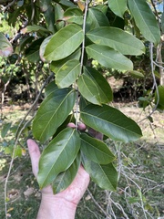 Heteropterys laurifolia