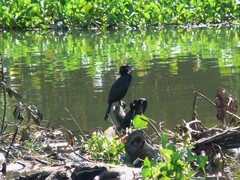 Nannopterum brasilianum