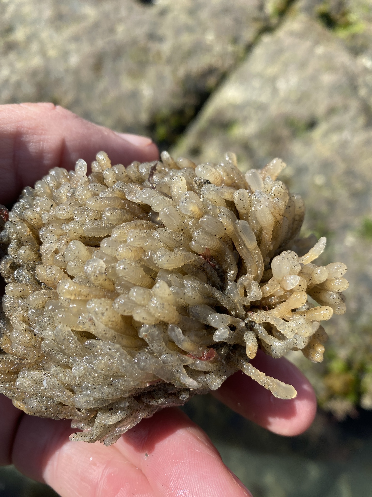 Euherdmania claviformis (Ritter, 1903)