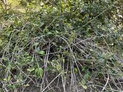 Heteropterys laurifolia