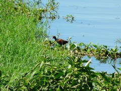 Jacana jacana