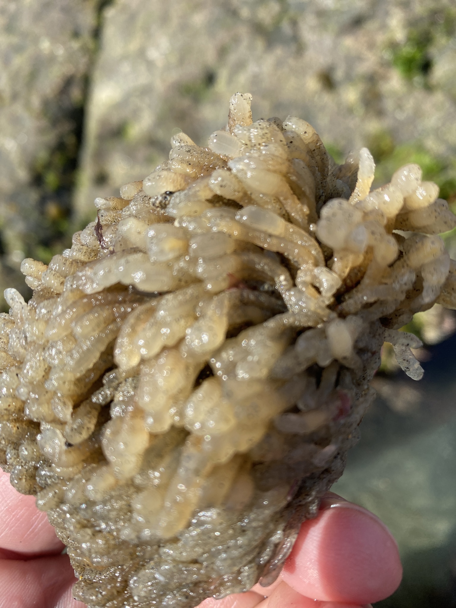 Euherdmania claviformis (Ritter, 1903)