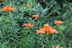 Lilium bulbiferum