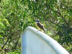 Pitangus sulphuratus