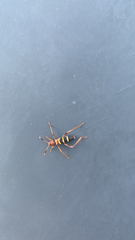 Neoclytus acuminatus