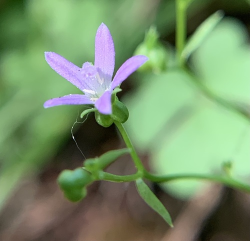 Campanula robinsiae image