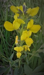 Thermopsis divaricarpa