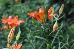 Lilium bulbiferum