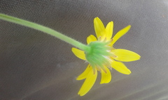 Arnica fulgens