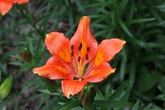Lilium bulbiferum
