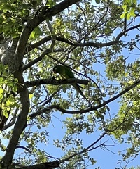 Thectocercus acuticaudatus