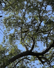 Thectocercus acuticaudatus