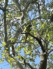 Thectocercus acuticaudatus