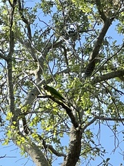 Thectocercus acuticaudatus