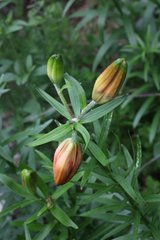 Lilium bulbiferum