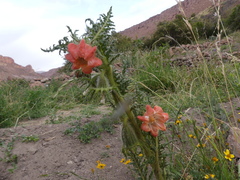 Caiophora chuquitensis