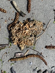 Macrocystis pyrifera