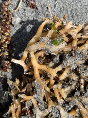 Macrocystis pyrifera