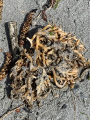 Macrocystis pyrifera