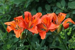 Lilium bulbiferum