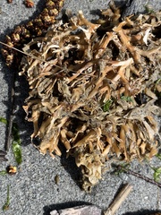 Macrocystis pyrifera