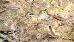 Astyanax panamensis