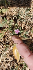 Erodium cicutarium