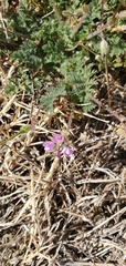 Erodium cicutarium