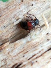 Rybaxis longicornis