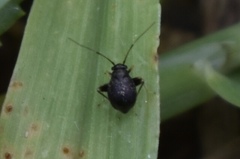 Microtechnites bractatus