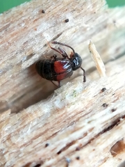 Rybaxis longicornis