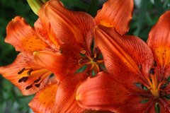 Lilium bulbiferum