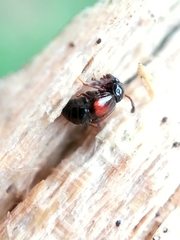 Rybaxis longicornis