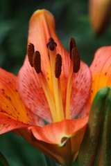 Lilium bulbiferum