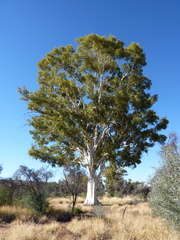 Corymbia aparrerinja