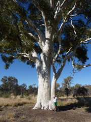 Corymbia aparrerinja
