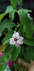 Lantana trifolia