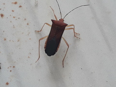 Anasa varicornis
