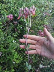 Kalanchoe laxiflora